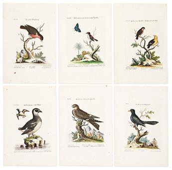 (BIRDS.) Johann Michael Seligmann. Group of 10 hand-colored engraved plates after Mark Catesby or George Edwards from